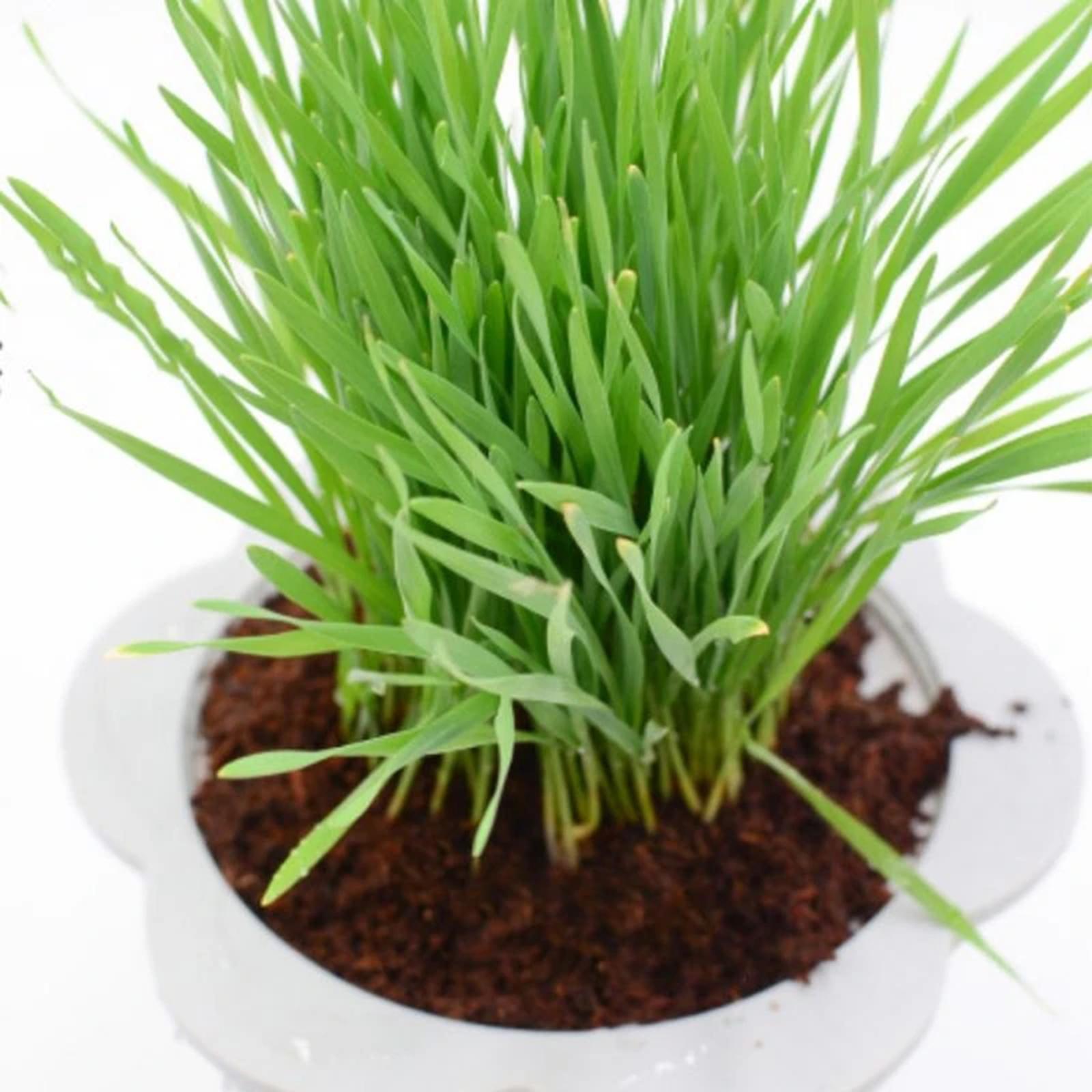 Coconut Fibre Coconut Coir Bri - Substrate Coconut Fiber のレビューと価格