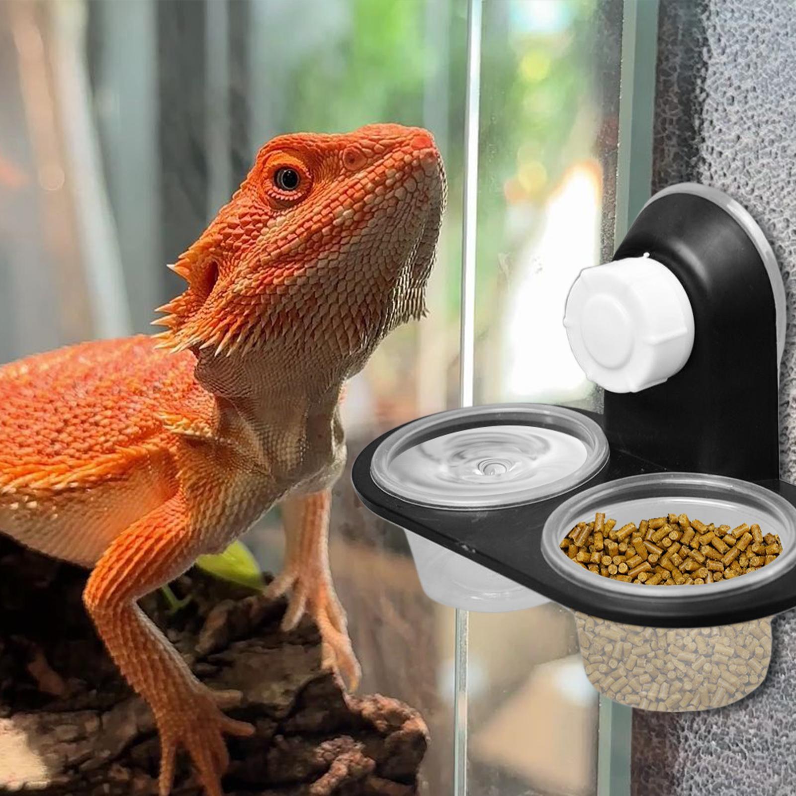 Gecko Food Dish Gecko Feeding  - Water Dish Reptile のレビューと価格