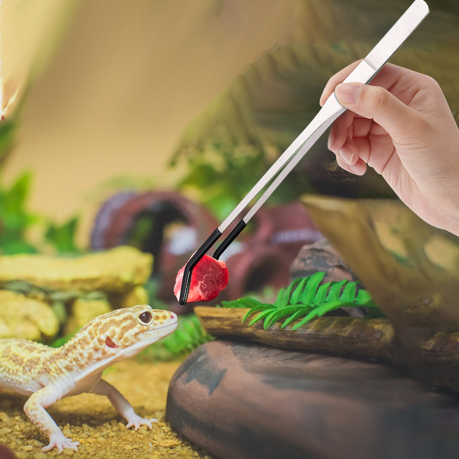 Stainless Steel Reptile Feedin - Feeding Tong Stainless のレビューと価格
