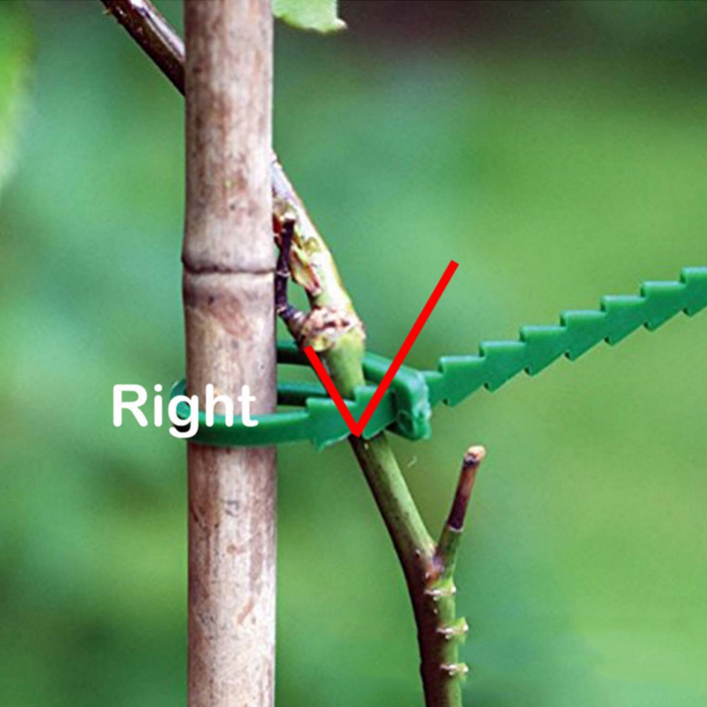 50Pcs Reusable Adjustable Plas - Vine Climbing Plastic のレビューと価格