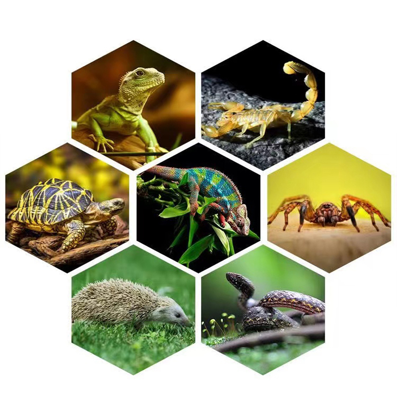 E27 13W/26W Reptile Uvb Lamp   - Calcium Powder Reptile のレビューと価格