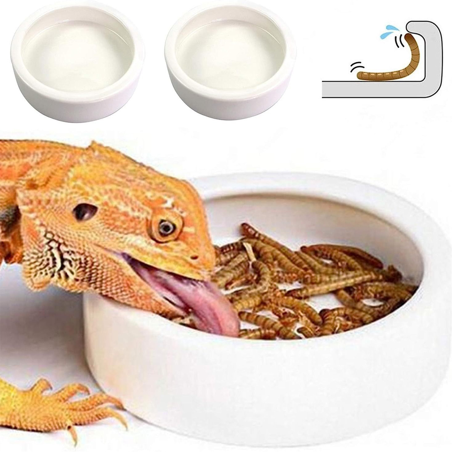 Reptile Food Bowl Feeding and  - Water Dish Reptile のレビューと価格