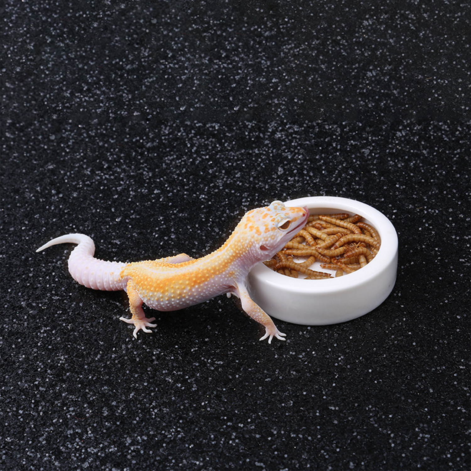 Reptile Food Bowl Feeding and  - Water Dish Reptile のレビューと価格
