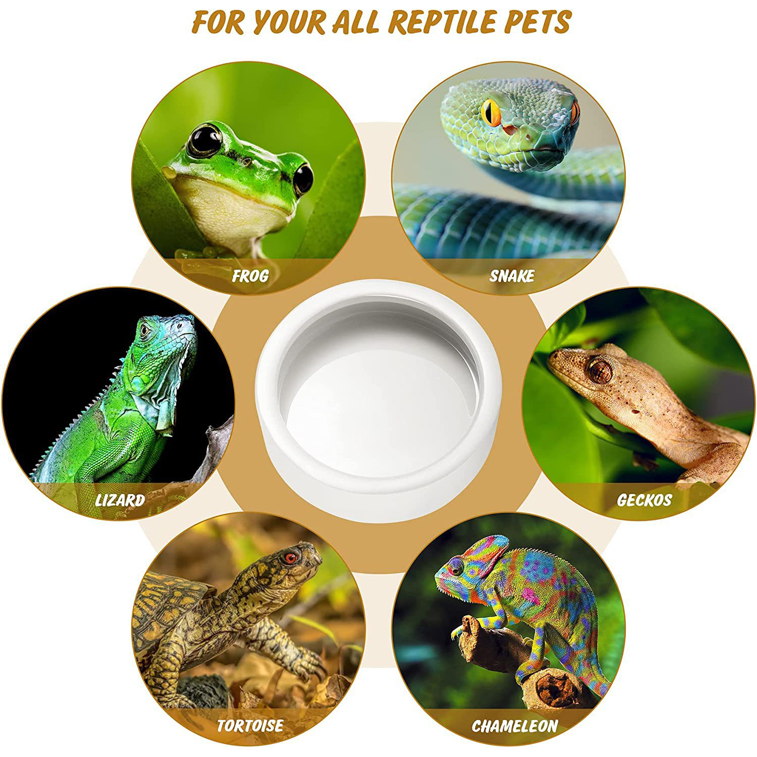 Reptile Food Bowl Feeding and  - Water Dish Reptile のレビューと価格
