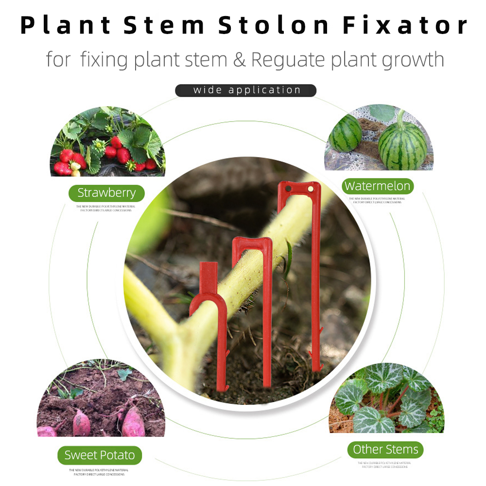 20-50PCS Strawberry Planting F - Vine Climbing Plastic のレビューと価格