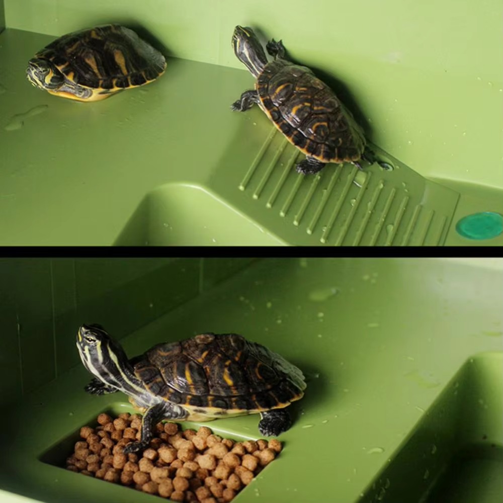 Water Land Slope Box Feeding C - Water Dish Reptile のレビューと価格