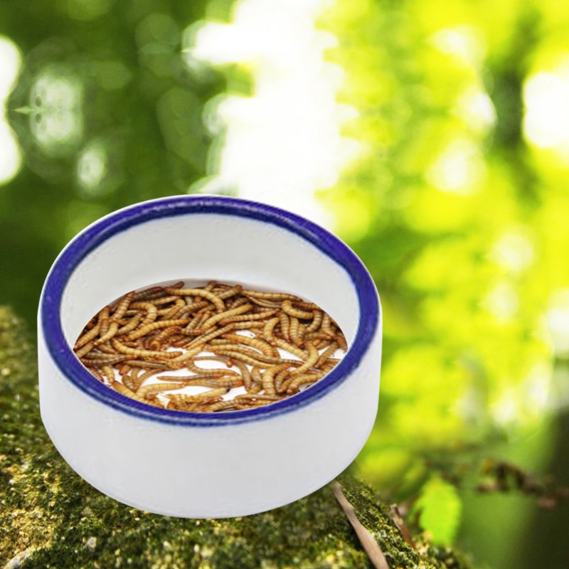 Reptile Bowl Spider Water Dish - Water Dish Reptile のレビューと価格